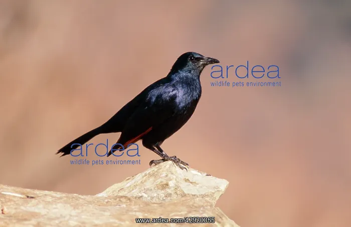 : Red-winged Starling : Red-winged Starling