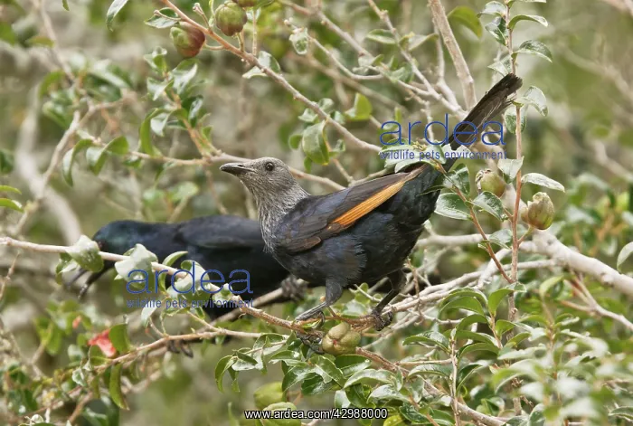 : Red-winged Starling. female in foreground - Cape : Red-winged Starling. female in foreground - Cape