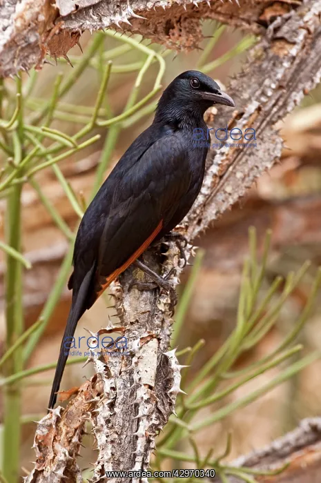 : Red-winged Starling - male perched on tree trunk : Red-winged Starling - male perched on tree trunk