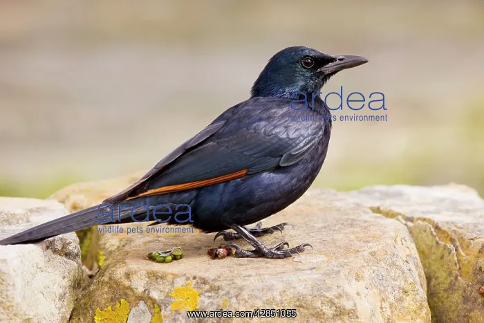  : Red-winged Starling - male on rock