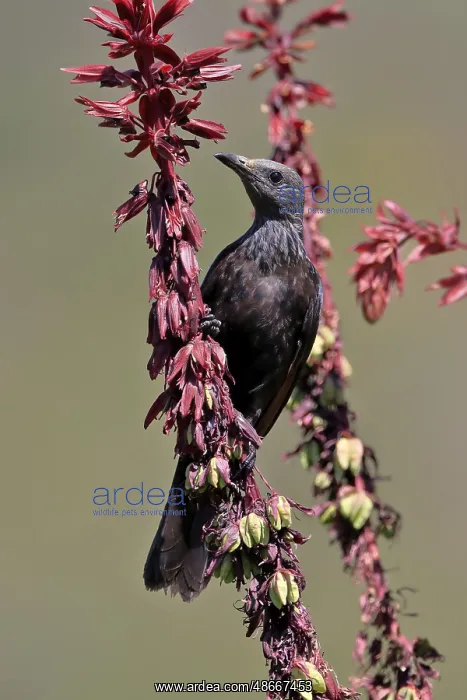 : Red-winged Starling (Onychognathus morio), adult, female : Red-winged Starling (Onychognathus morio), adult, female