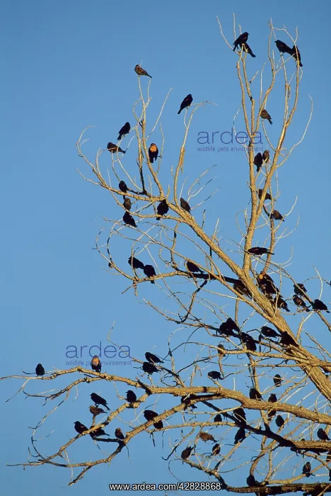 : Red-winged & Yellow-headed Blackbird : Red-winged & Yellow-headed Blackbird