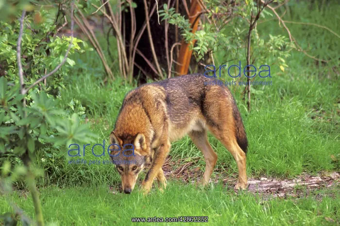 : Red WOLF (Canis rufus). Critically Endangered species. USA : Red WOLF (Canis rufus). Critically Endangered species. USA