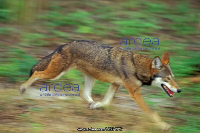 : Red Wolf (Canis rufus). Endangered species. South Eastern USA : Red Wolf (Canis rufus). Endangered species. South Eastern USA