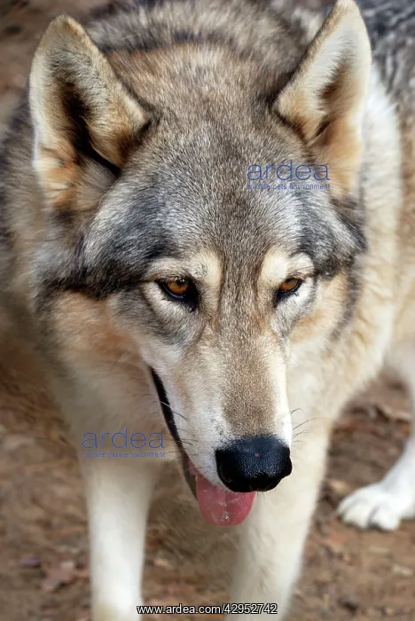 : Red Wolf (Canis niger). Southern USA. Endangered species : Red Wolf (Canis niger). Southern USA. Endangered species
