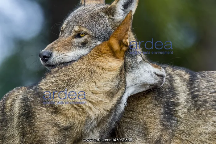 : Red Wolf (Canis lupus rufus) dominance behavior : Red Wolf (Canis lupus rufus) dominance behavior