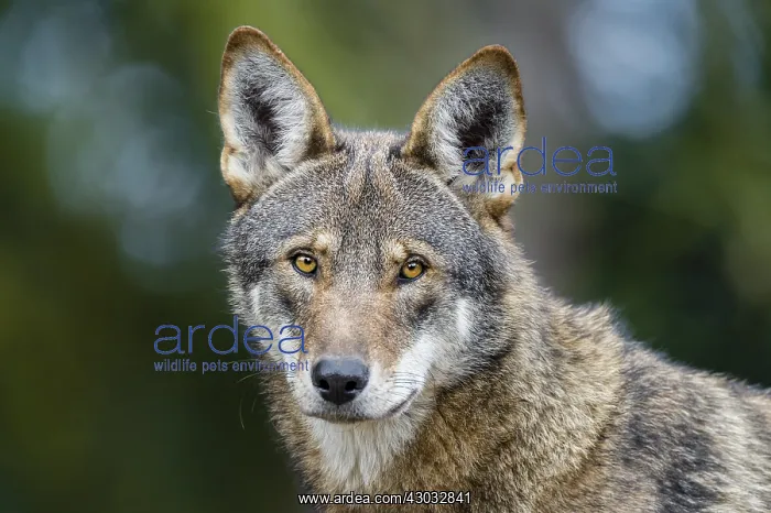 : Red Wolf (Canis lupus rufus). Highly Endangered : Red Wolf (Canis lupus rufus). Highly Endangered