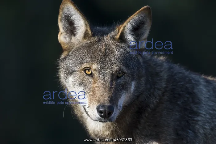 : Red Wolf (Canis lupus rufus). Highly Endangered : Red Wolf (Canis lupus rufus). Highly Endangered