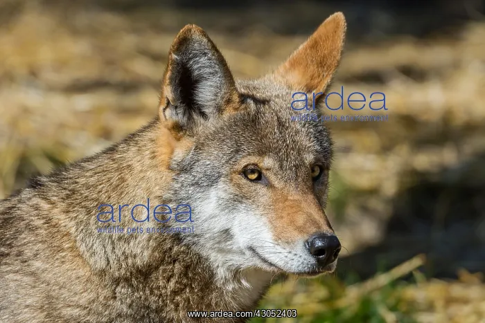 : Red Wolf (Canis lupus rufus). Highly Endangered : Red Wolf (Canis lupus rufus). Highly Endangered