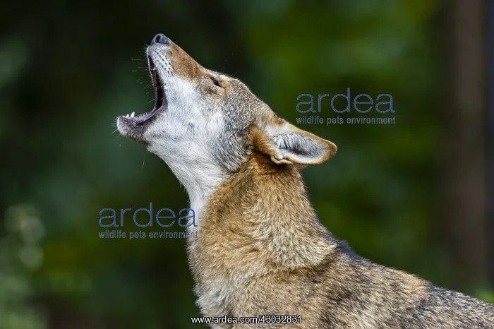 : Red Wolf (Canis lupus rufus) howling. Highly Endangered : Red Wolf (Canis lupus rufus) howling. Highly Endangered