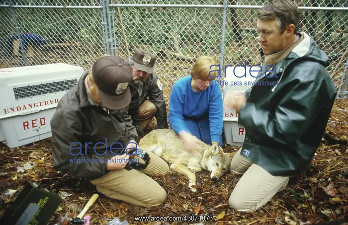 : Red Wolf reintroduction : Red Wolf reintroduction