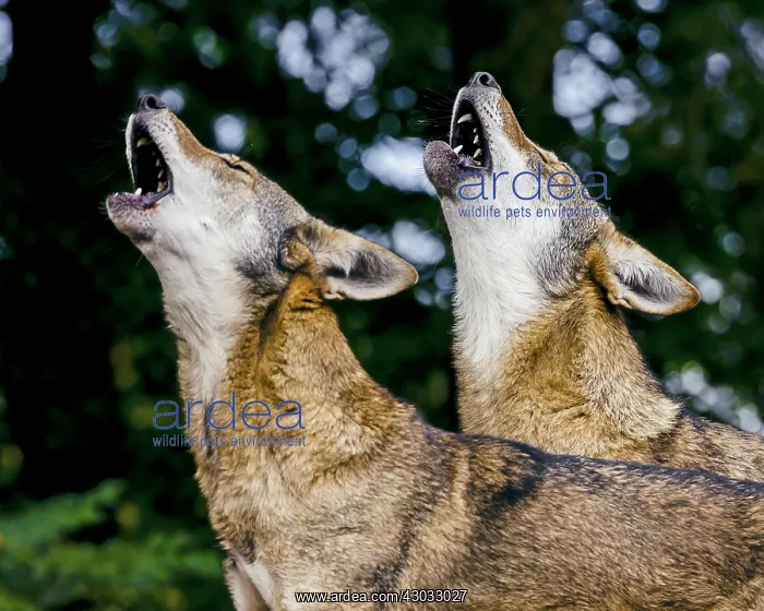 : Red Wolves (Canis lupus rufus) howling. Highly : Red Wolves (Canis lupus rufus) howling. Highly