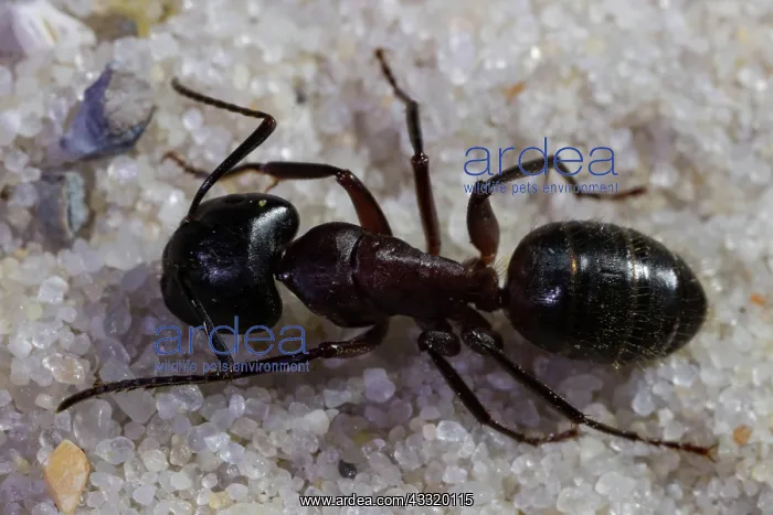 : Red wood ant (Formica rufa) : Red wood ant (Formica rufa)
