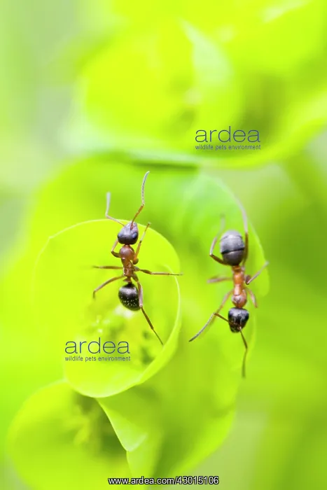 : Red Wood Ant - over a green plant : Red Wood Ant - over a green plant