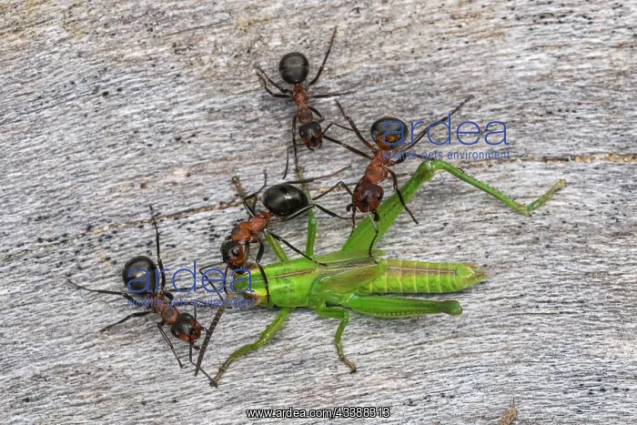 : Red Wood Ant / Horse Ant (Formica rufa) ants cap : Red Wood Ant / Horse Ant (Formica rufa) ants cap
