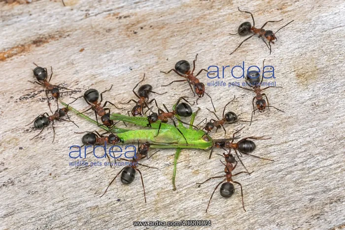  : Red Wood Ant  /  Horse Ant (Formica rufa) ants cap