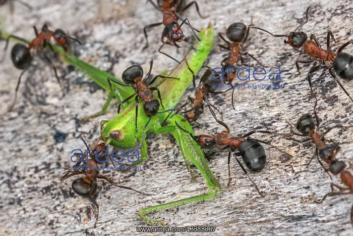 : Red Wood Ant / Horse Ant (Formica rufa) ants cap : Red Wood Ant / Horse Ant (Formica rufa) ants cap