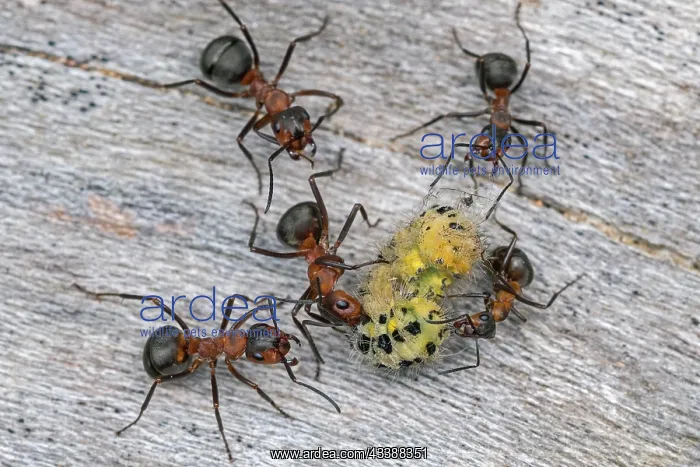  : Red Wood Ant  /  Horse Ant (Formica rufa) ants cap