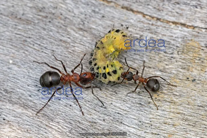 : Red Wood Ant / Horse Ant (Formica rufa) ants cap : Red Wood Ant / Horse Ant (Formica rufa) ants cap