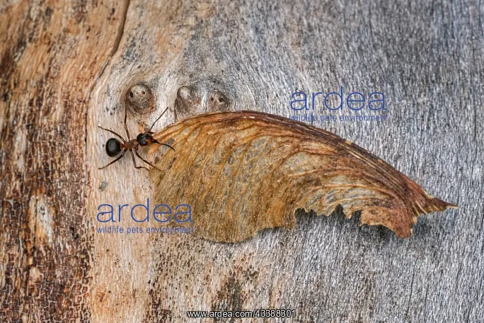  : Red Wood Ant  /  Horse Ant (Formica rufa) carries
