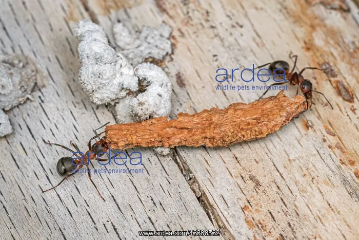 : Red Wood Ant / Horse Ant (Formica rufa) carries : Red Wood Ant / Horse Ant (Formica rufa) carries