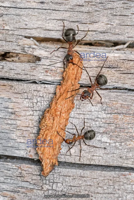 : Red Wood Ant / Horse Ant (Formica rufa) carries : Red Wood Ant / Horse Ant (Formica rufa) carries