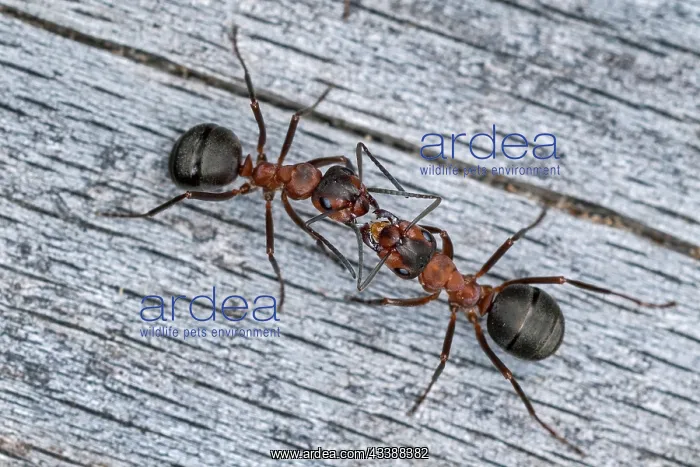 : Red Wood Ant / Horse Ant (Formica rufa) communic : Red Wood Ant / Horse Ant (Formica rufa) communic