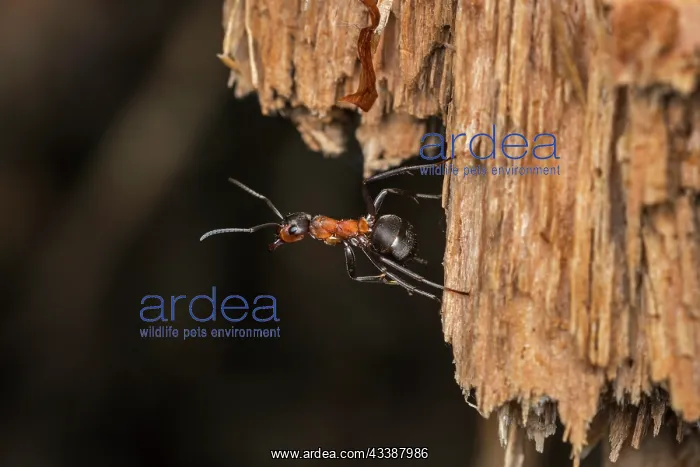 : Red Wood Ant / Horse Ant (Formica rufa) Switzerl : Red Wood Ant / Horse Ant (Formica rufa) Switzerl
