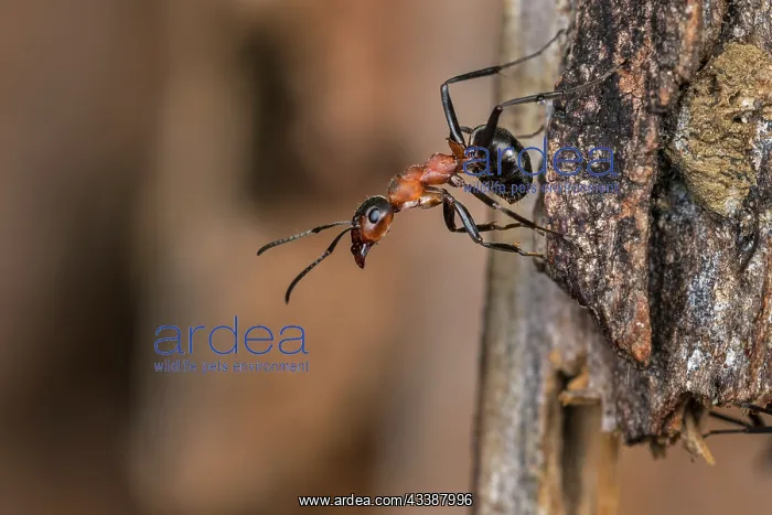 : Red Wood Ant / Horse Ant (Formica rufa) Switzerl : Red Wood Ant / Horse Ant (Formica rufa) Switzerl
