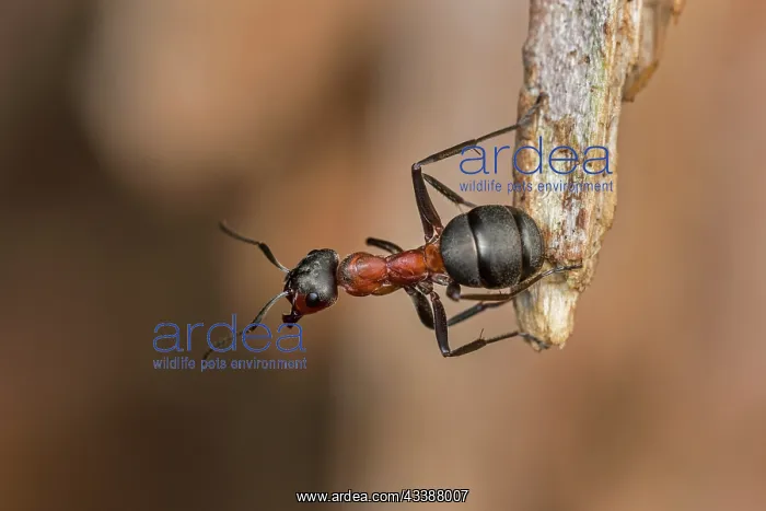 : Red Wood Ant / Horse Ant (Formica rufa) Switzerl : Red Wood Ant / Horse Ant (Formica rufa) Switzerl