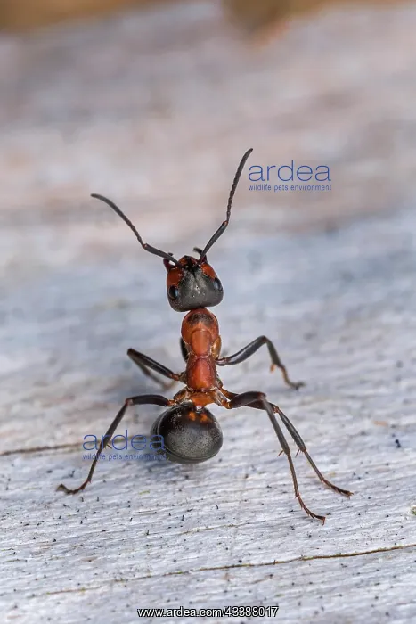 : Red Wood Ant / Horse Ant (Formica rufa) Switzerl : Red Wood Ant / Horse Ant (Formica rufa) Switzerl