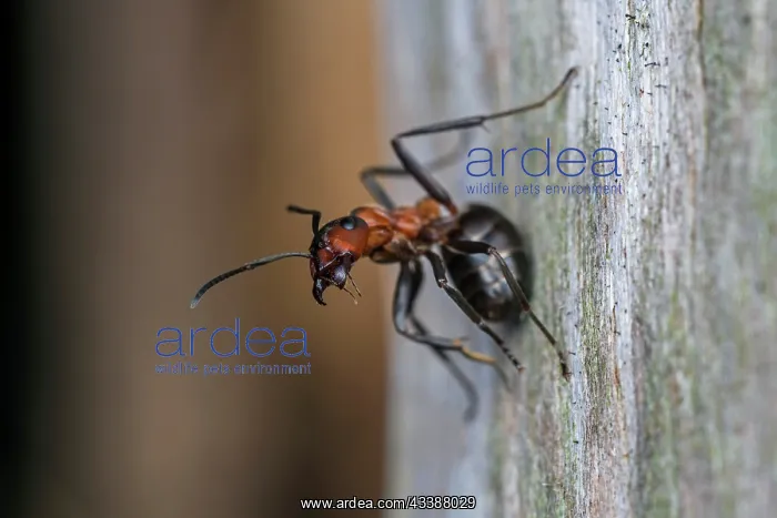 : Red Wood Ant / Horse Ant (Formica rufa) Switzerl : Red Wood Ant / Horse Ant (Formica rufa) Switzerl
