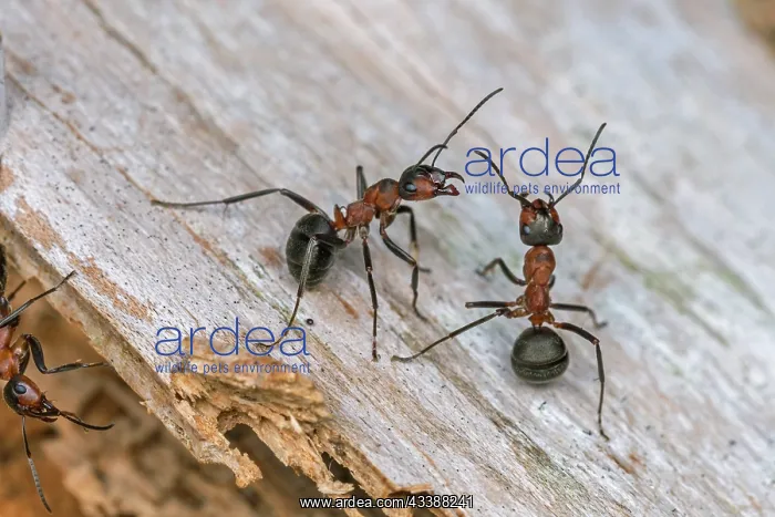 : Red Wood Ant / Horse Ant (Formica rufa) Switzerl : Red Wood Ant / Horse Ant (Formica rufa) Switzerl