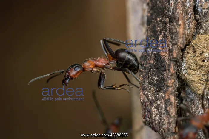 : Red Wood Ant / Horse Ant (Formica rufa) Switzerl : Red Wood Ant / Horse Ant (Formica rufa) Switzerl