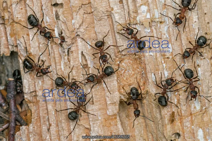 : Red Wood Ant / Horse Ant (Formica rufa) Switzerl : Red Wood Ant / Horse Ant (Formica rufa) Switzerl