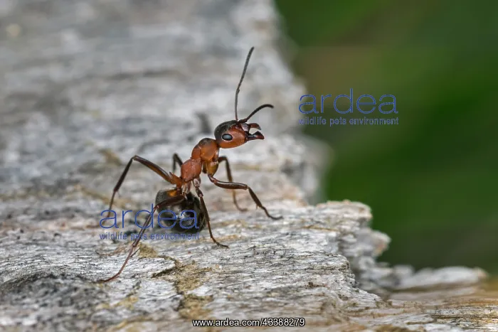 : Red Wood Ant / Horse Ant (Formica rufa) Switzerl : Red Wood Ant / Horse Ant (Formica rufa) Switzerl