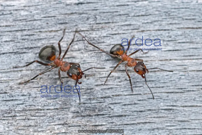 : Red Wood Ant / Horse Ant (Formica rufa) Switzerl : Red Wood Ant / Horse Ant (Formica rufa) Switzerl