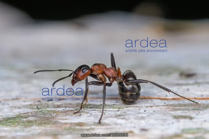 : Red Wood Ant / Horse Ant (Formica rufa) Switzerl : Red Wood Ant / Horse Ant (Formica rufa) Switzerl