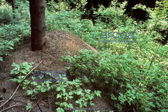 : Red Wood Ants : Red Wood Ants
