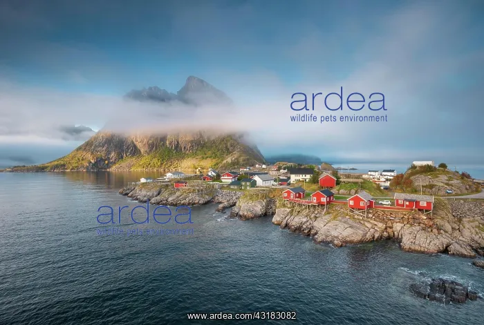 : Red wooden houses Rorbu, Rorbu fishermen's cabins : Red wooden houses Rorbu, Rorbu fishermen's cabins