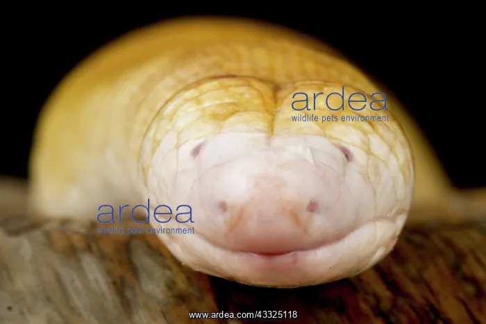 : Red Worm Lizard (Amphisbaena alba), on black background : Red Worm Lizard (Amphisbaena alba), on black background