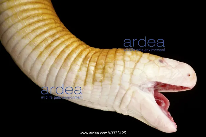 : Red Worm Lizard (Amphisbaena alba), on black background : Red Worm Lizard (Amphisbaena alba), on black background