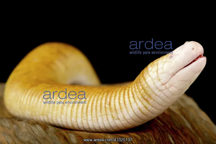 : Red Worm Lizard (Amphisbaena alba), on black background : Red Worm Lizard (Amphisbaena alba), on black background