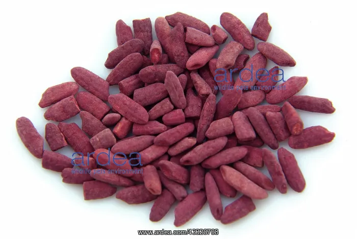 : Red Yeast Rice : Red Yeast Rice