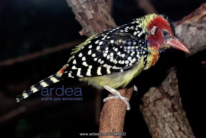 : Red and Yellow Barbet : Red and Yellow Barbet