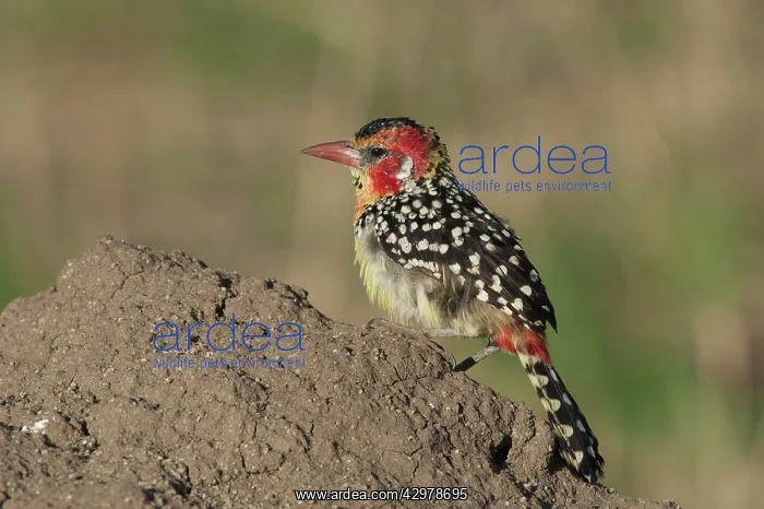 : Red and Yellow Barbit - foraging for termites on : Red and Yellow Barbit - foraging for termites on