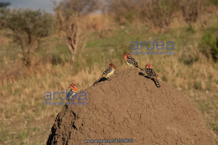: Red and Yellow Barbits - foraging for termites : Red and Yellow Barbits - foraging for termites
