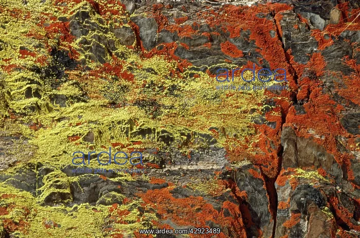 : Red & Yellow Crustose Lichens - on slate rocks : Red & Yellow Crustose Lichens - on slate rocks