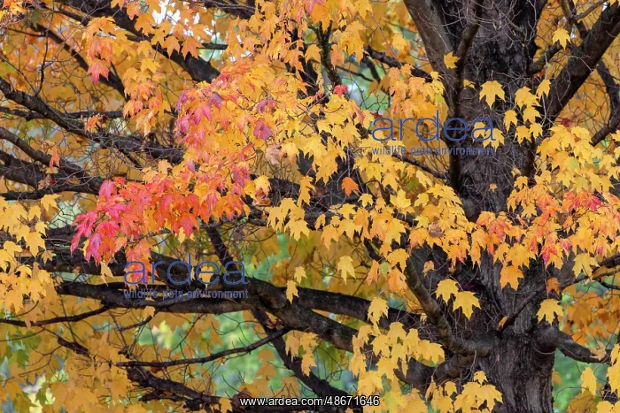 : Red and yellow leaves on a fall maple tree, Kentucky : Red and yellow leaves on a fall maple tree, Kentucky