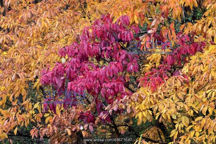 : Red and yellow leaves on a fall maple tree, Kentucky : Red and yellow leaves on a fall maple tree, Kentucky